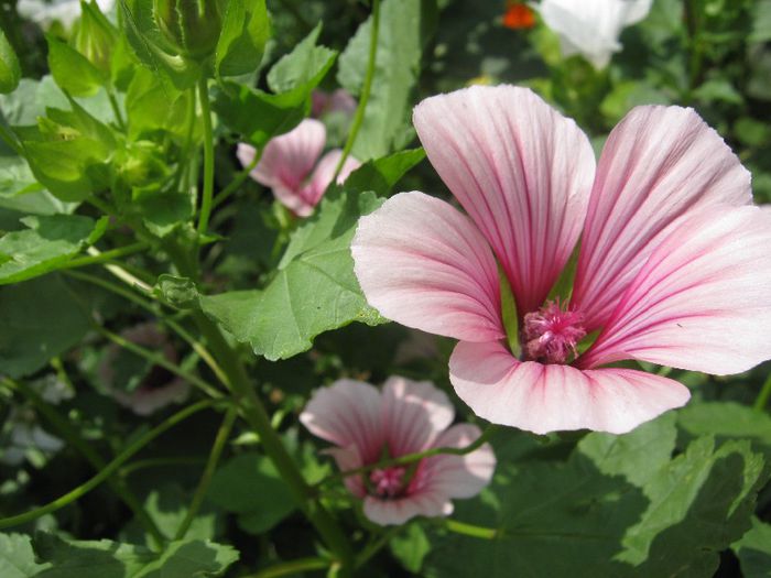 malope; malope
