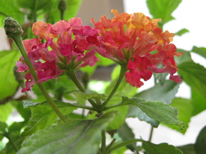 lantana; lantana
