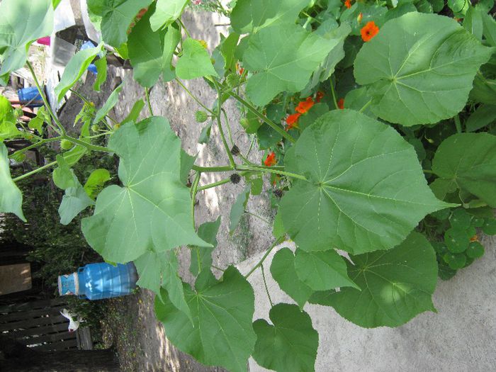 lanterna chi.sau pl.cartita; lanterna chinezeasca
