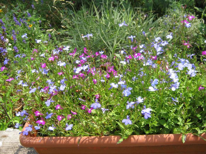 lobelia; lobelia
