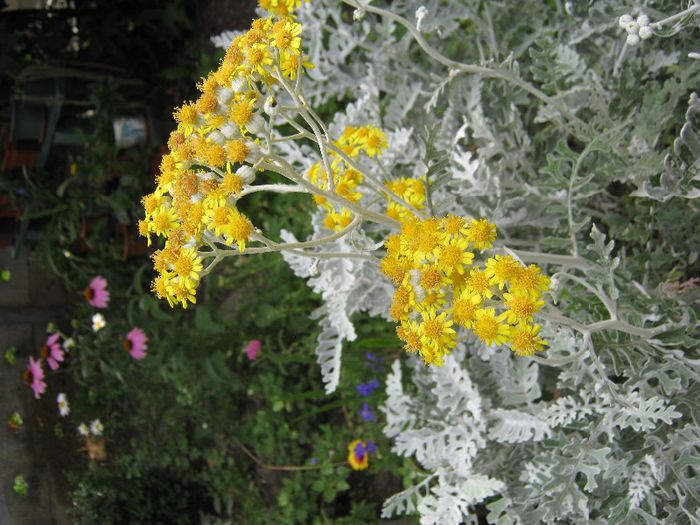cineraria; cineraria
