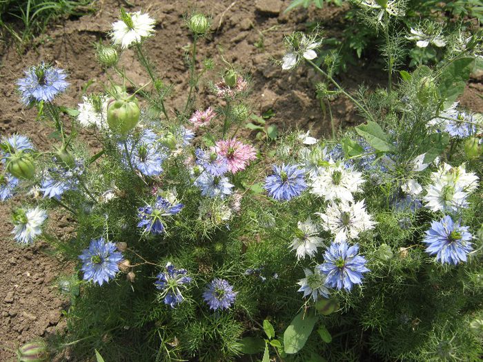 chica voinicului; chica voinicului
