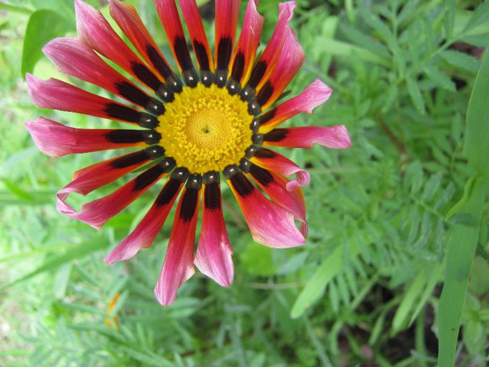 gazania; gazania
