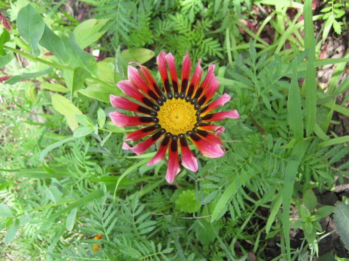 gazania; gazania
