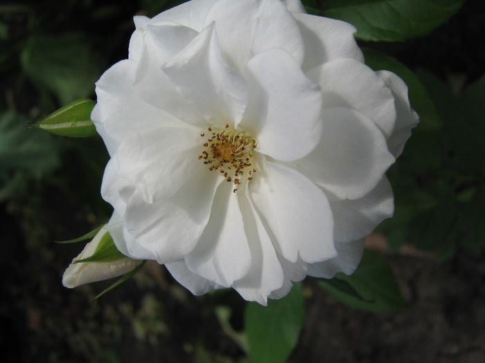 trandafir; trandafir
