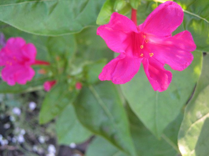 mirabilis - a-gradina mea