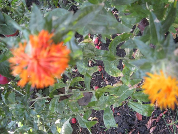 sofranel - a-gradina mea