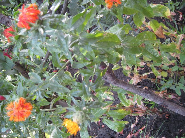 sofranel - a-gradina mea