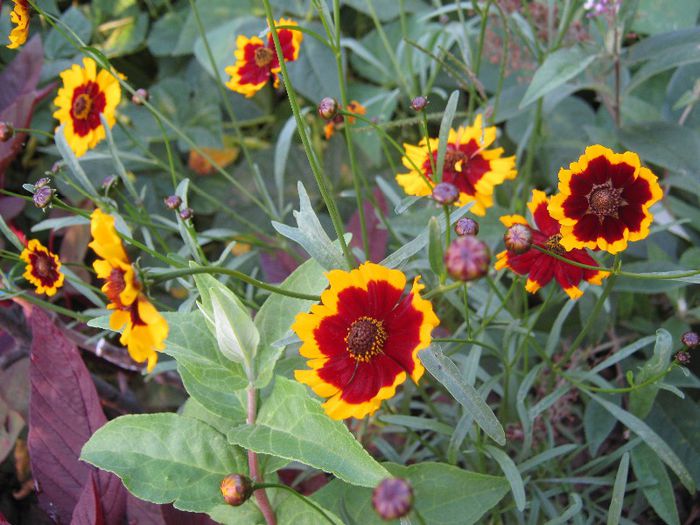 coreopsis - a-gradina mea