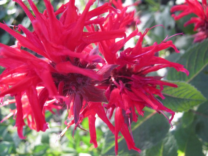menta indiana - a-gradina mea