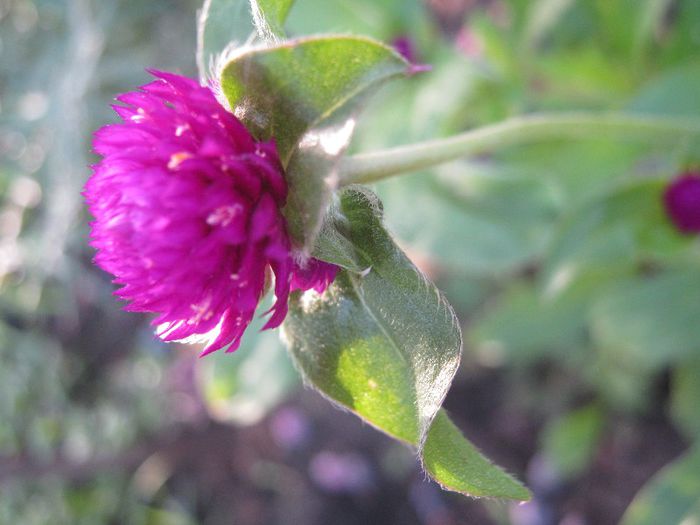 bumbuscute ( flori nemuritoare) - a-gradina mea