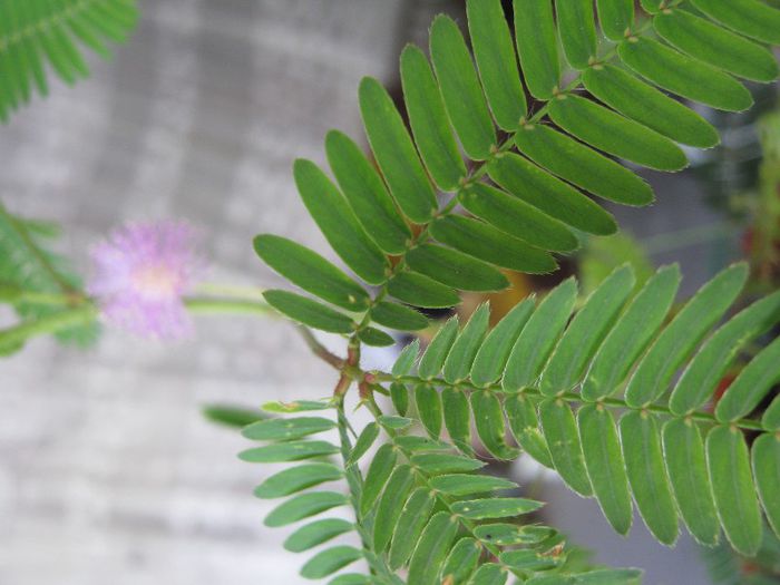 mimoza sau planta miscatoare - a-gradina mea