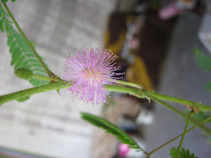floare de mimoza - a-gradina mea