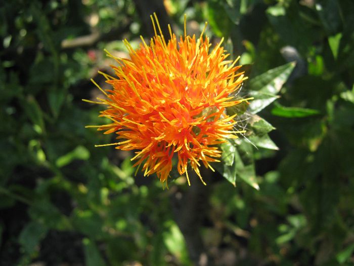 sofranel - a-gradina mea