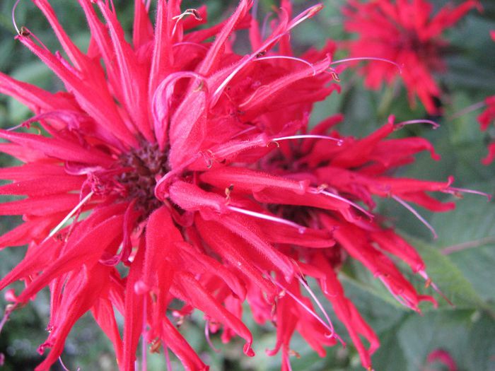 menta indiana - a-gradina mea