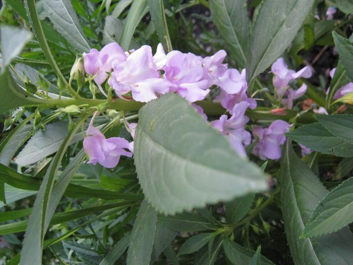 balsamina - a-gradina mea