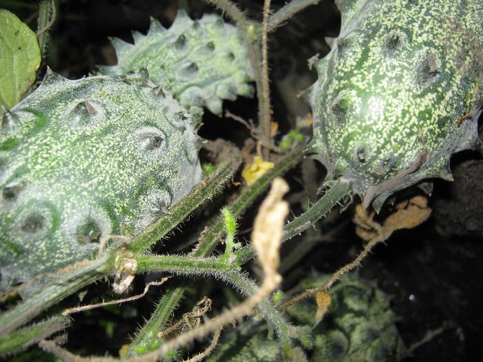 kiwano - a-gradina mea