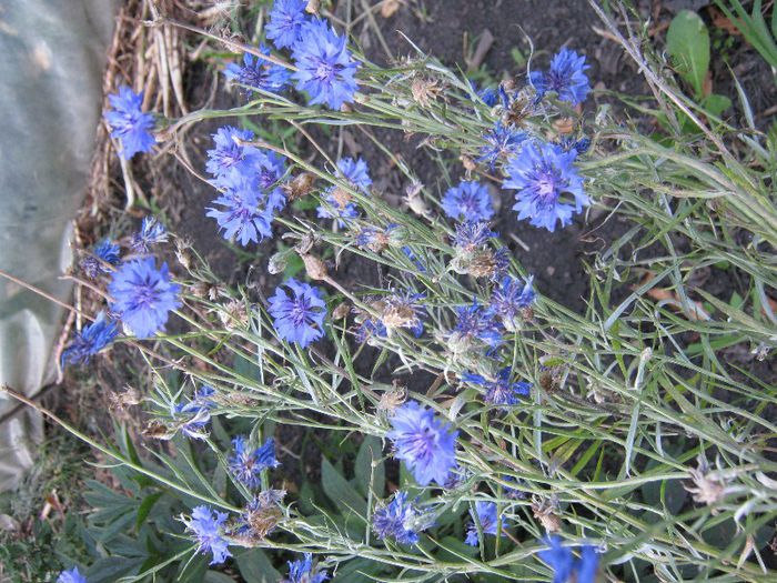albastrele - a-gradina mea