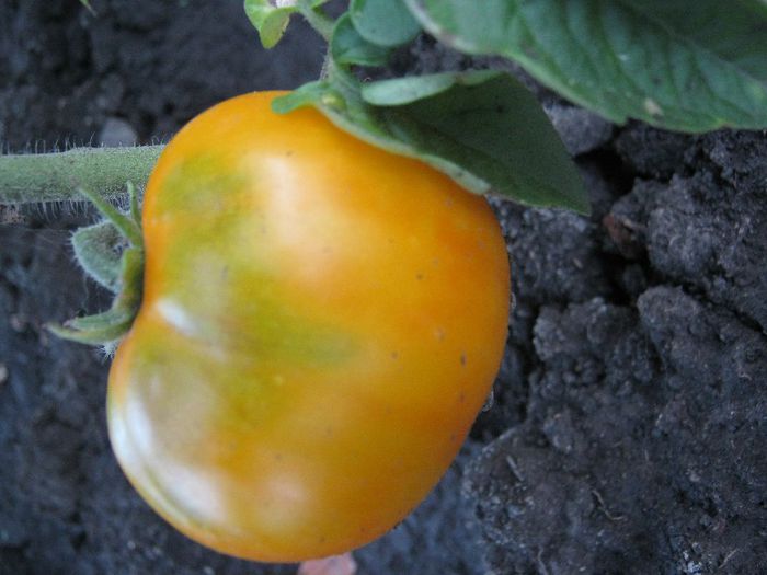rosii galbene - a-gradina mea