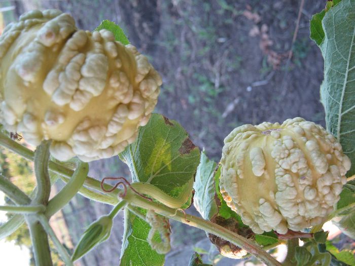 dovlecei ornament - a-gradina mea