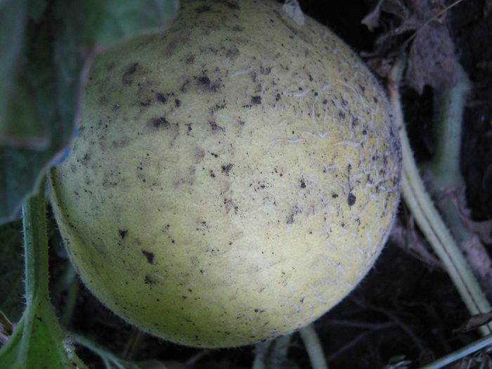 lubenita mossora - a-gradina mea