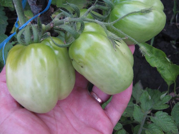 rosii ardei - a-gradina mea