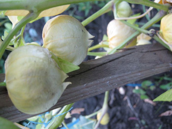 tomatillo - a-gradina mea