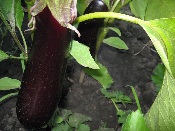 IMG_7892 - a-gradina mea