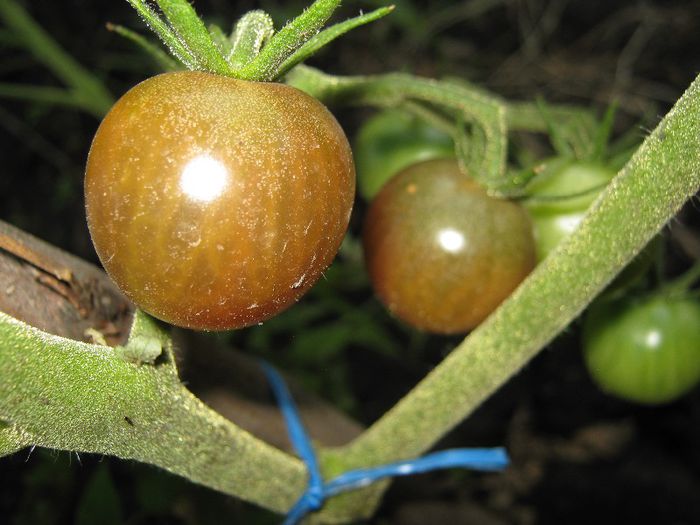 rosii cherry negre - a-gradina mea