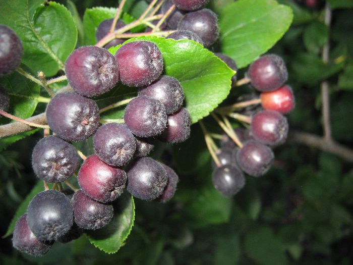 scorus negru ( arbust fructifer)-aronia - a-gradina mea