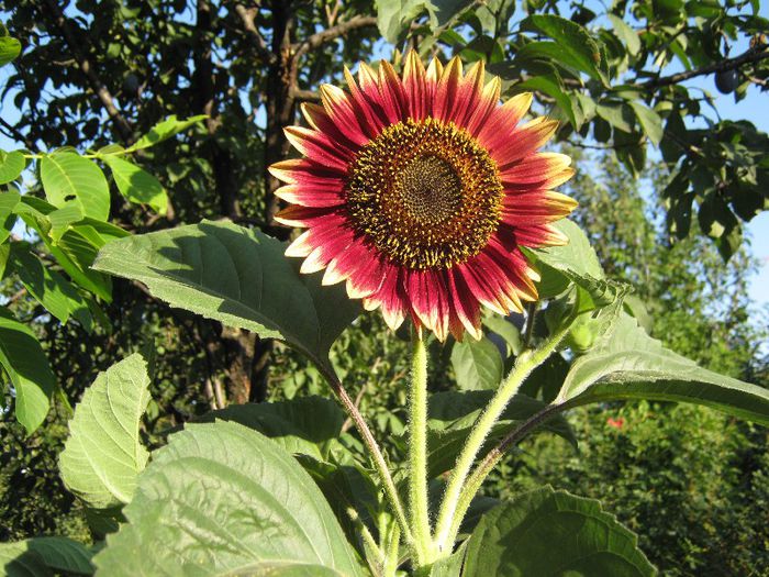 floarea soarelui rosie ornamentala - a-gradina mea