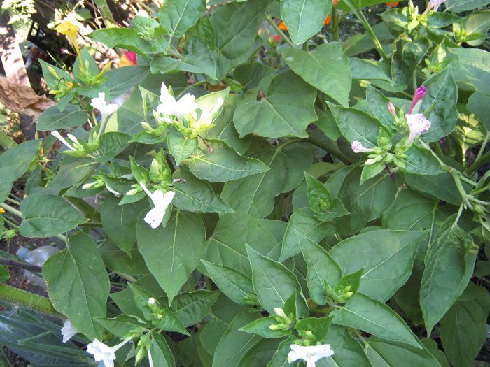 mirabilis alb - a-gradina mea