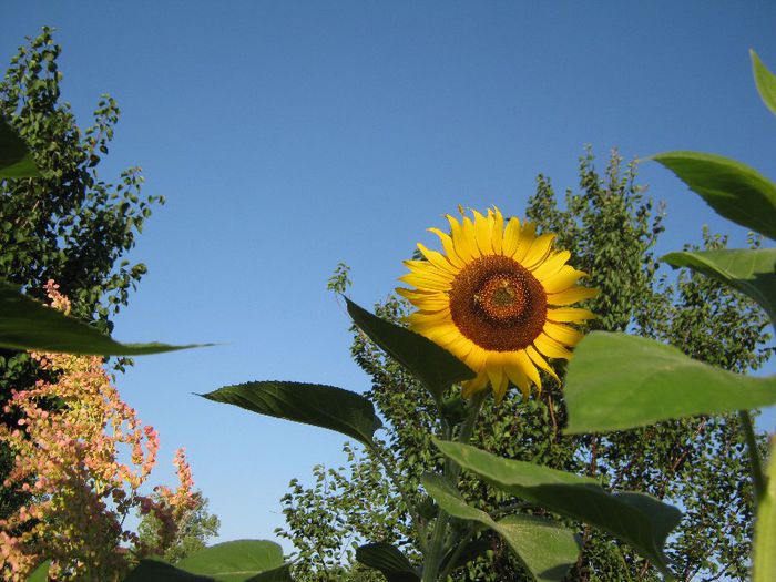 floarea soarelui ornamentala - a-gradina mea