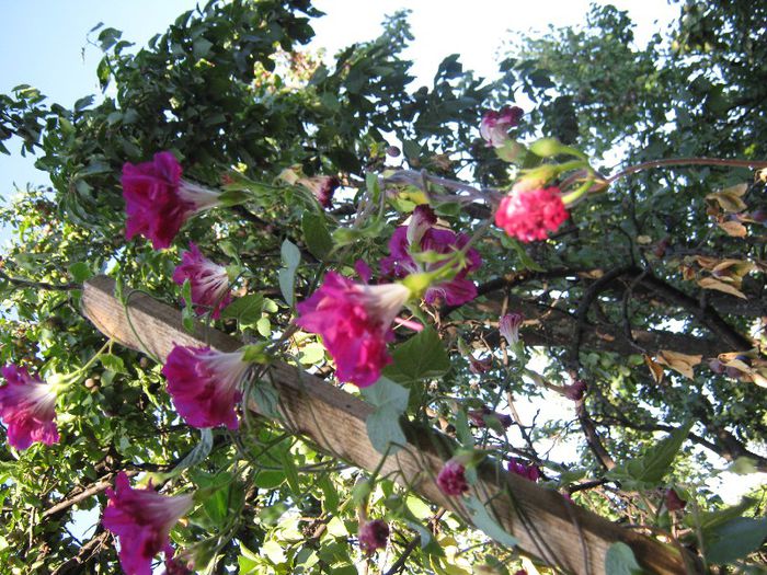 ipomeeea cyclame - a-gradina mea