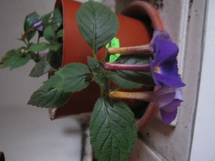 achimenes - a-gradina mea