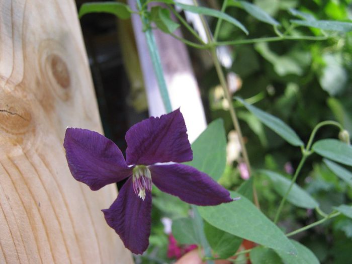 clematita - a-gradina mea