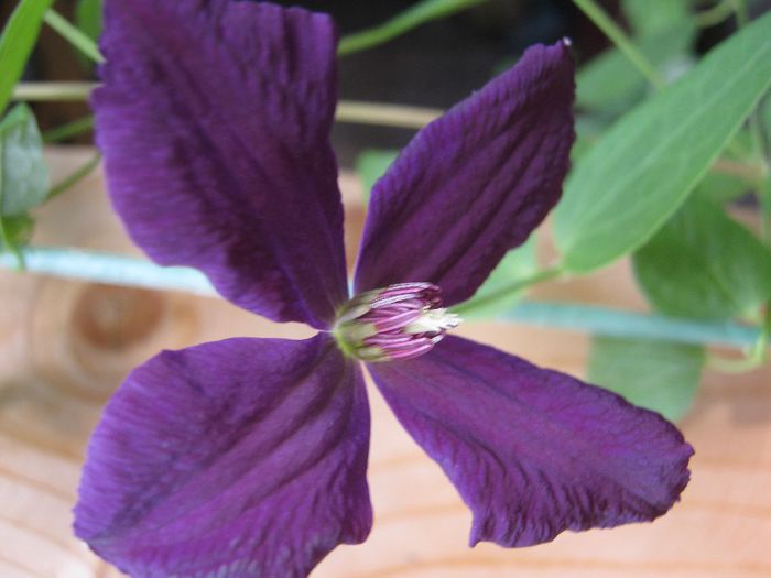 clematita