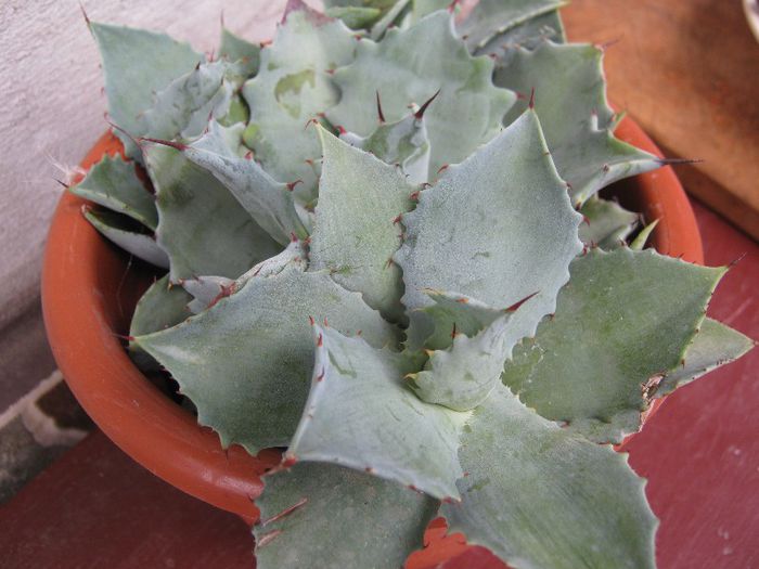 planta suculenta