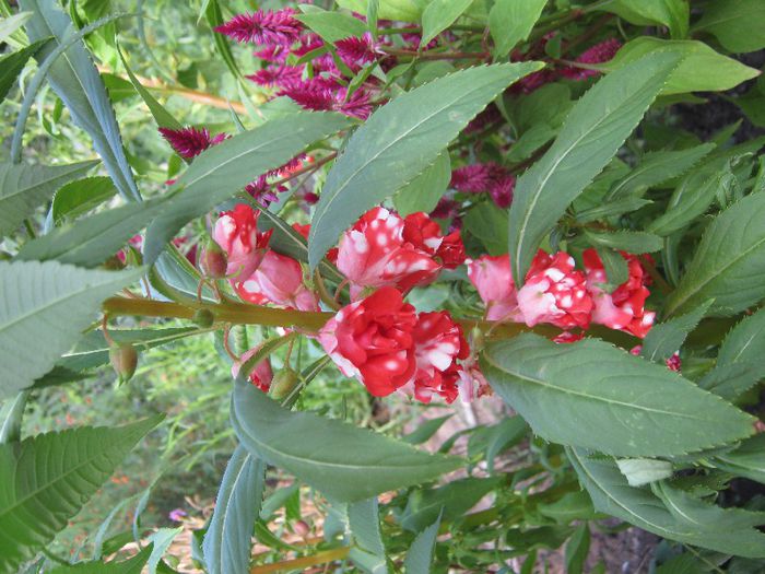 balsamine batute