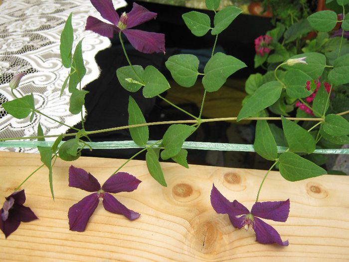 clematita