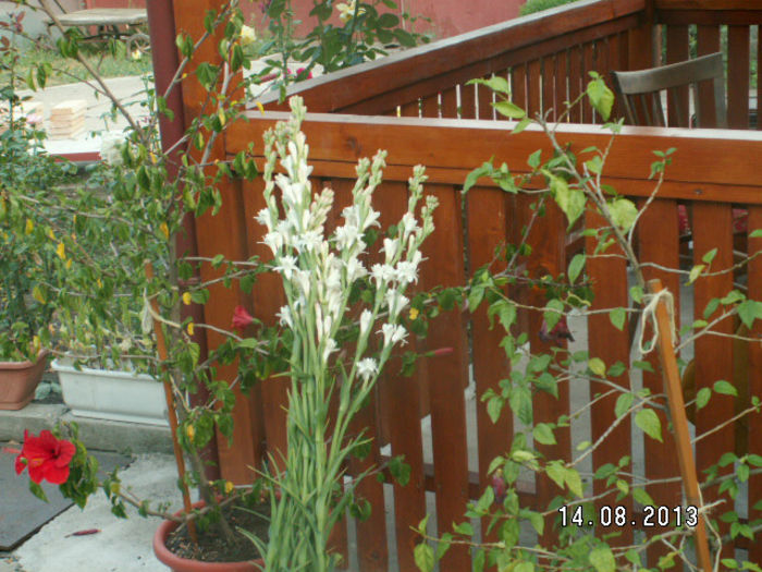 primele tuberoze pe 2013