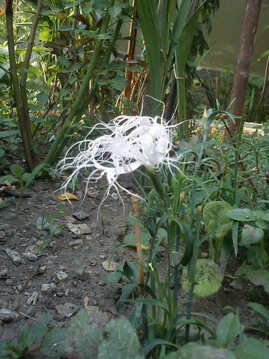 DSC05526 - Flori din Austria