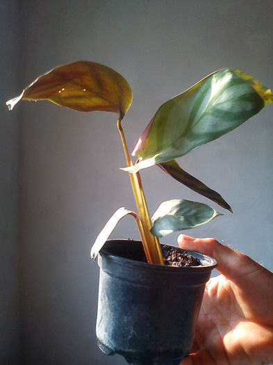 Calathea setosa