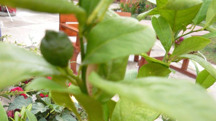 calamondin - a citrice
