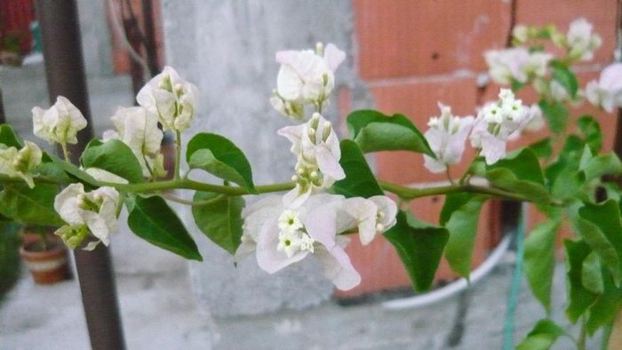 Picture 986 - Flori de vara