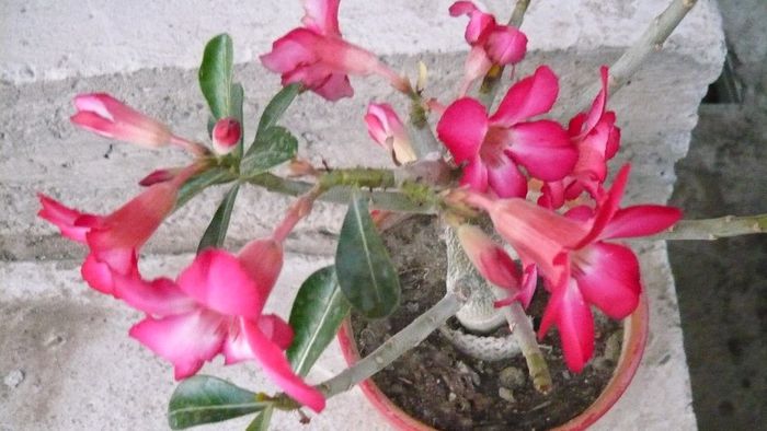 Picture 991 - Flori de vara