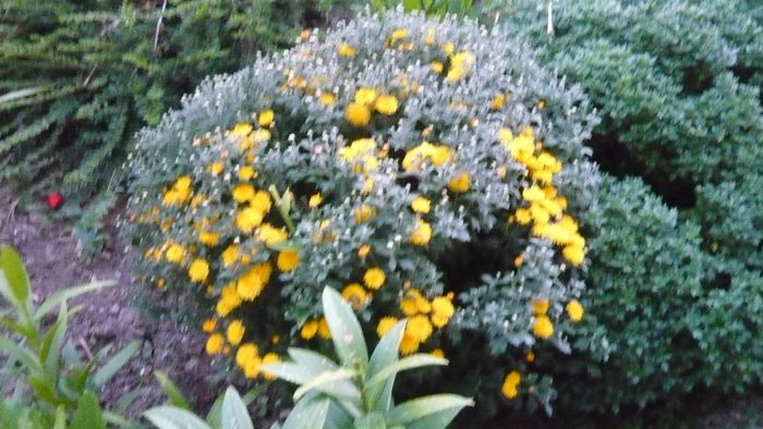 Picture 1001 - Flori de vara