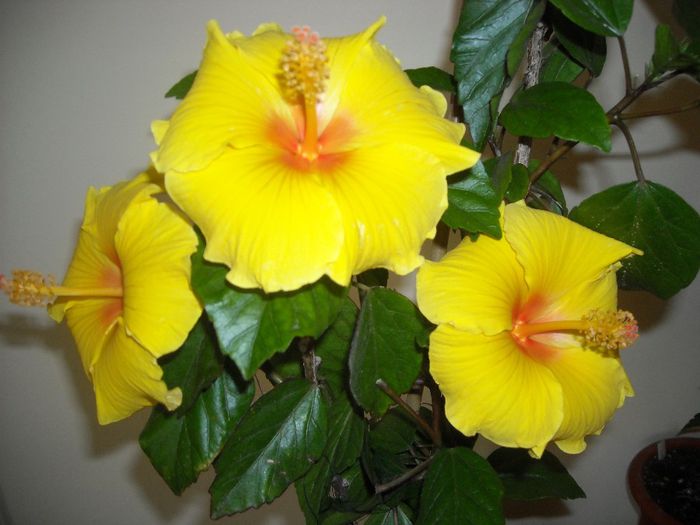 Athenacus - Hibiscus 2013-2