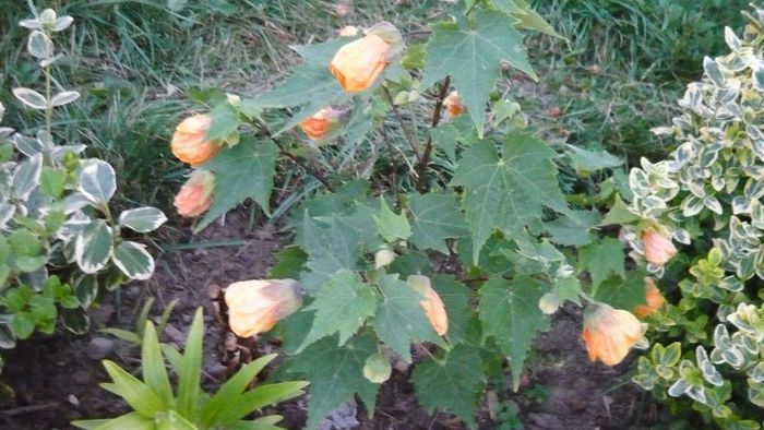 Picture 1007 - Flori de vara