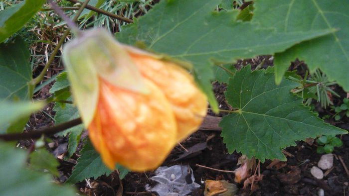 Picture 1034 - Flori de vara